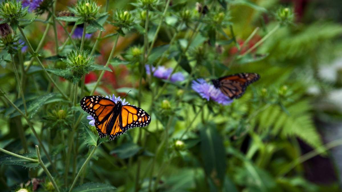 Explore the Dubai Butterfly Garden